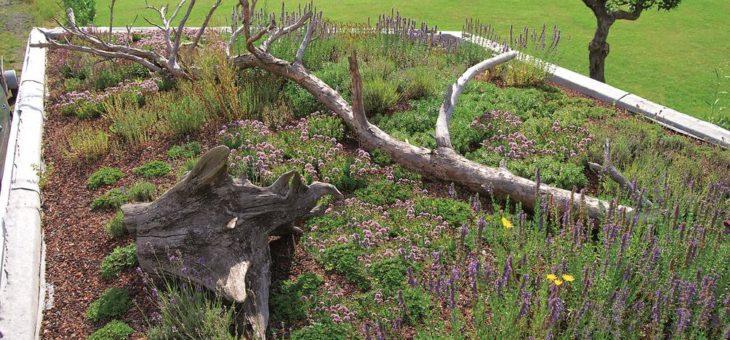 “Biodiversität” auf dem Dach