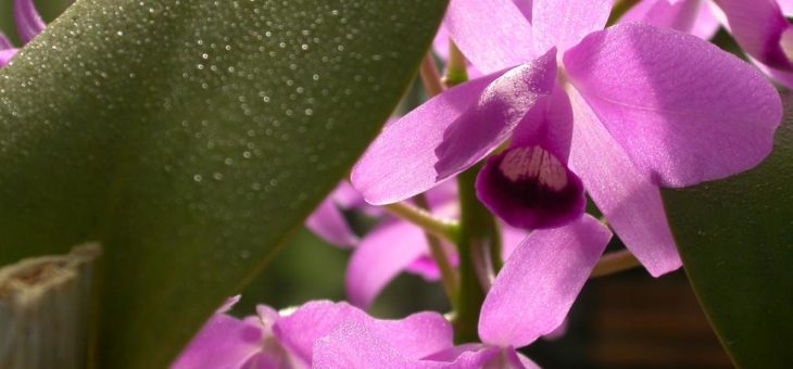 Faszination Orchideen – Ausstellung im Botanischen Garten mit Verkauf und Beratung