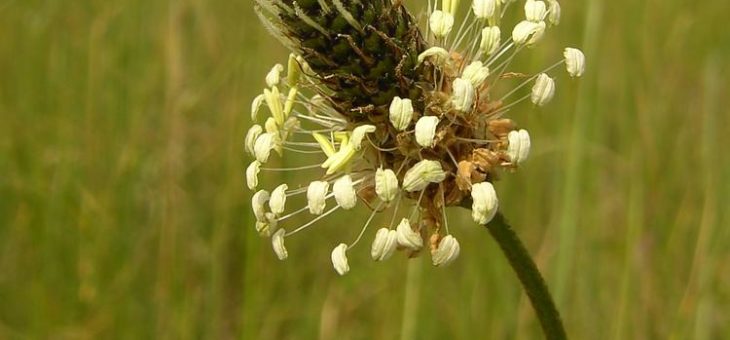 Literarisch-botanische Abendführung: „Kräutermärchen – zauberhafte Geschichten von Pflanzen und Kräutern“