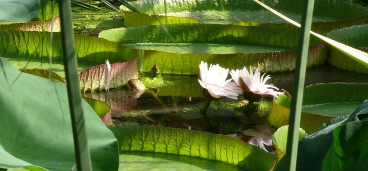 „Gartenlust – Gartengenuss“  – Musik und Unterhaltung am 7. Juli im Botanischen Garten