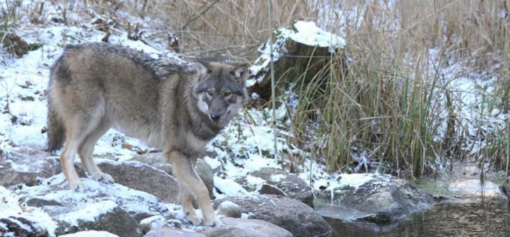 Mit einer Wolfstour das Jahr ausklingen lassen