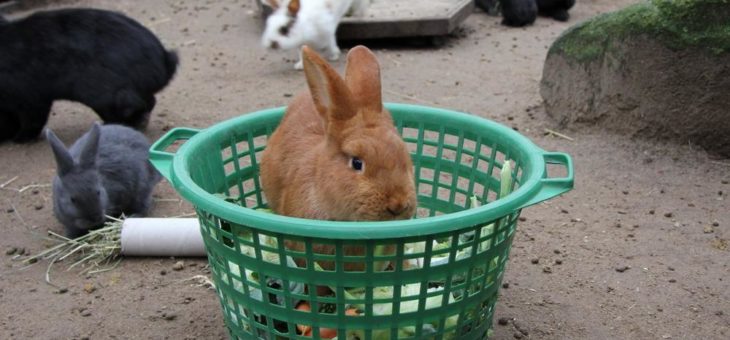 Tierisch lustige Erlebnisse bei Kaninchen & Co.