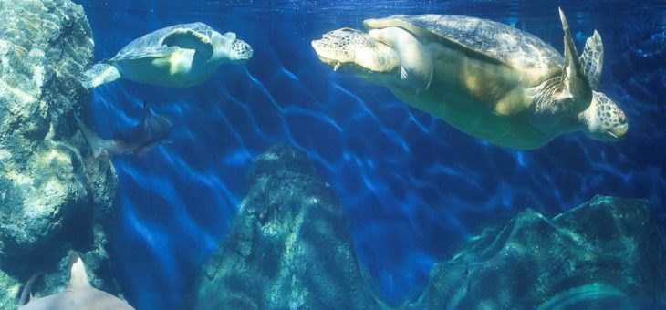 Schildkrötenpanzer putzen im SEA LIFE Konstanz – die Meeresbewohner bereiten sich auf den Frühling vor