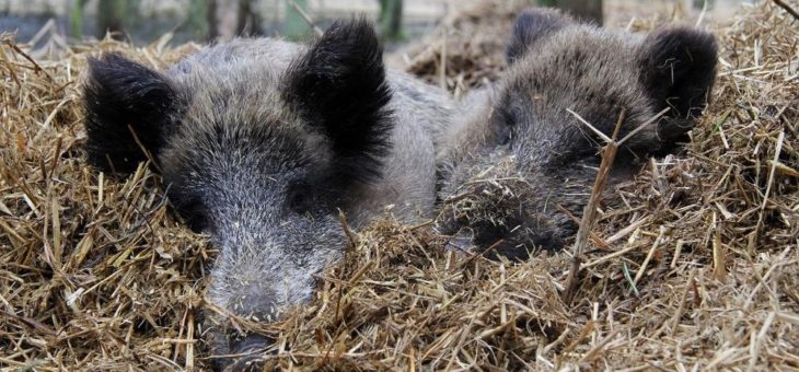 Auge in Auge mit den Wildschweinen