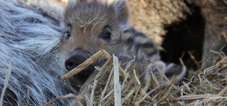 Tierisch nah: Wildschwein-Kindergarten