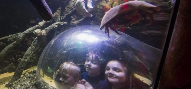 Die neue Themenwelt „Saurier der Meere“ im SEA LIFE Speyer ist jetzt eröffnet