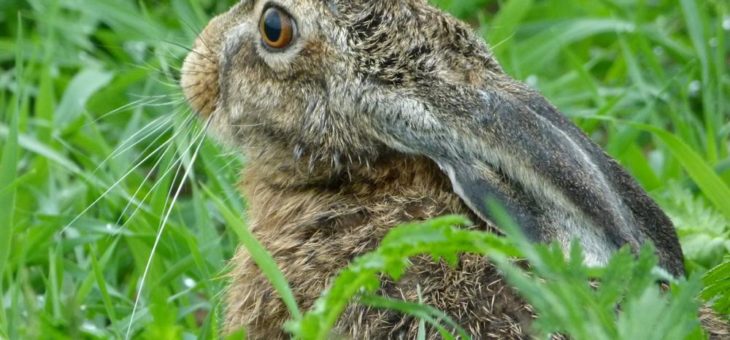 Jäger helfen dem Osterhasen