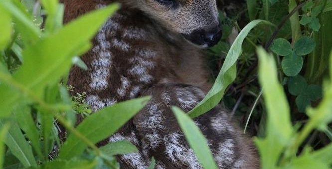 Tierschutz aus der Luft – das erste praxisreife System zur Wildrettung mit Drohnen wird vorgestellt