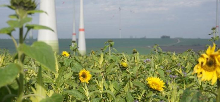 Energiestiftung Sintfeld startet neue Artenschutz-Aktion „Blühende Landschaften“ – mehrjährige Blühstreifen werden gefördert