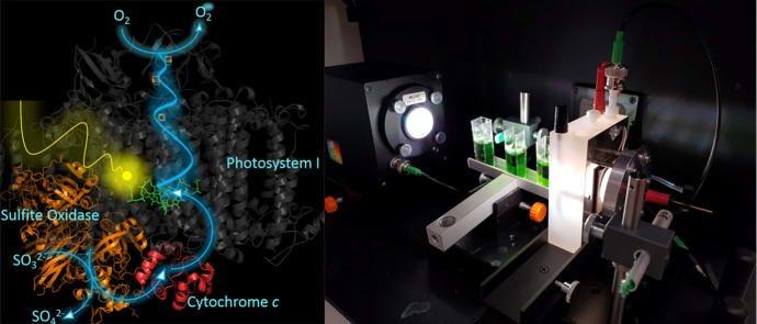 ​Im Tandem mit der Humboldt Universität zu biotechnologischen Verfahren der Zukunft