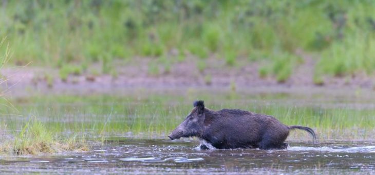 Ganz schön cool –  wie Tiere die aktuelle Hitzewelle überstehen