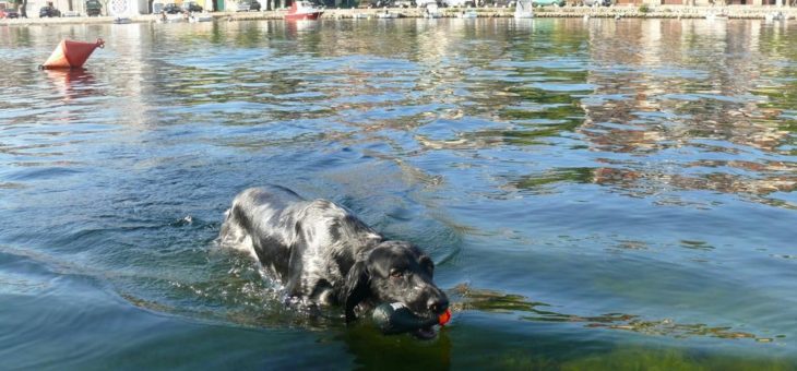 Tierischer Ferienspass – so bringen Sie Ihren Hund gut durch die Urlaubszeit