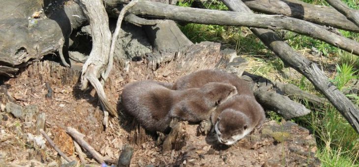 Abkühlung für die Otter im SEA LIFE Oberhausen