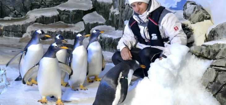 Eiskalte Abkühlung für die Eselspinguine