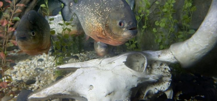 Tag der Tropenwälder im SEA LIFE Konstanz