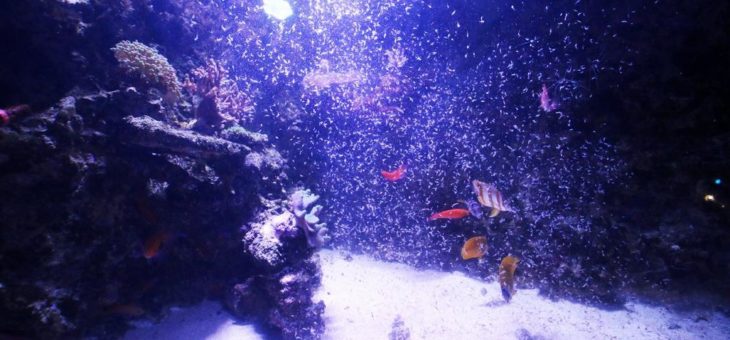 Bunter „Herbstregen“ unter Wasser im SEA LIFE Konstanz