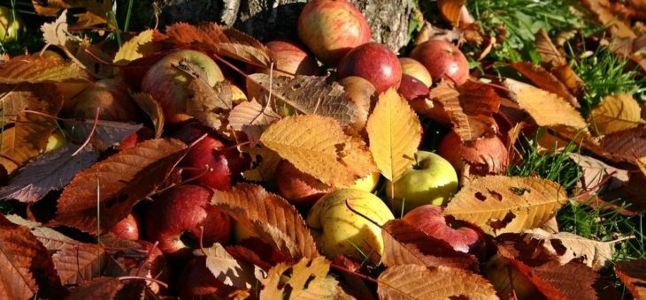 Ökostrom für Streuobstwiesen: Grüner Strom-Label fördert erstmals Naturschutz und Artenvielfalt