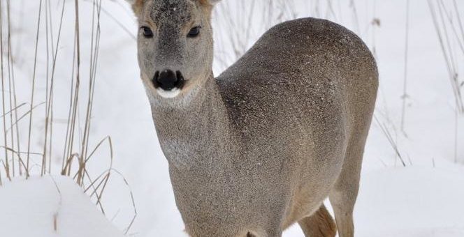 Wildtiere im Tiefschnee