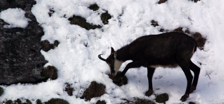 Wildtiere in den bayerischen Bergen sind den Schneemassen ausgeliefert