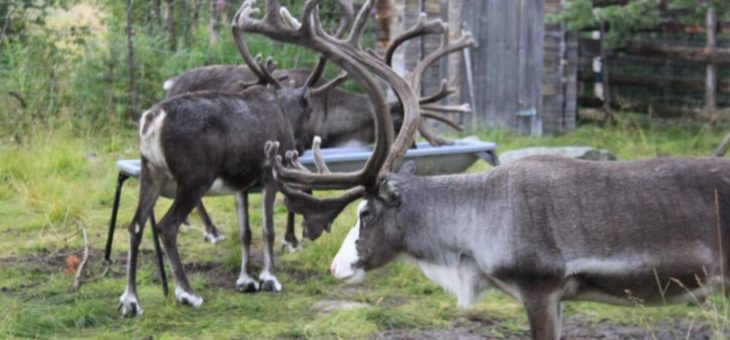 Lappland und Lofoten – Auf den Spuren der Samen