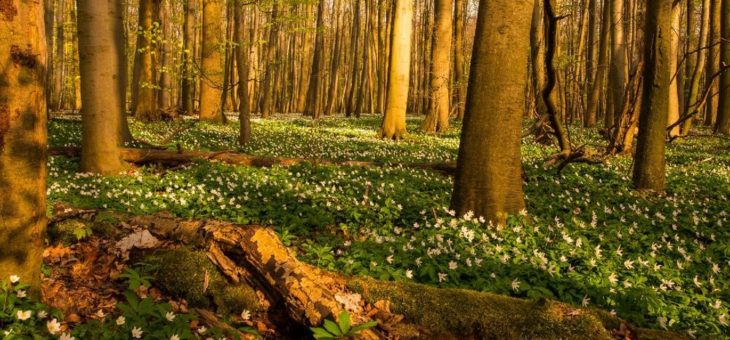 Naturschutzinitiative e.V. (NI) begrüßt Änderungen im Landesentwicklungsplan NRW zur Windenergie