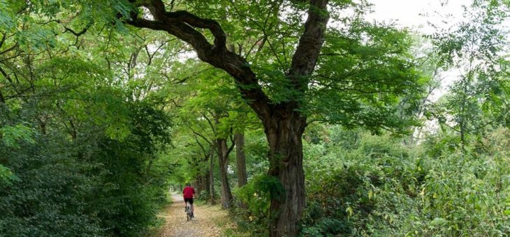 Naturschutzinitiative e.V. (NI) fordert: Natur- und Artenschutz beim Ausbau des Rheinufer-Radweges Engerser Feld, Kreis Neuwied beachten!