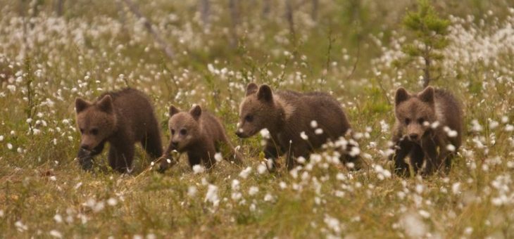 Die pure Wildnis erleben