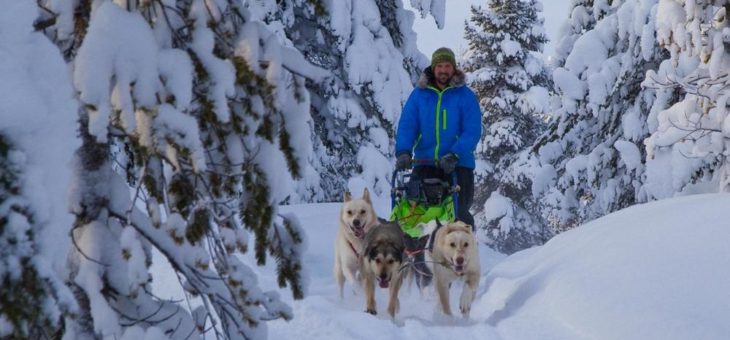 Huskyerlebnis in Lappland