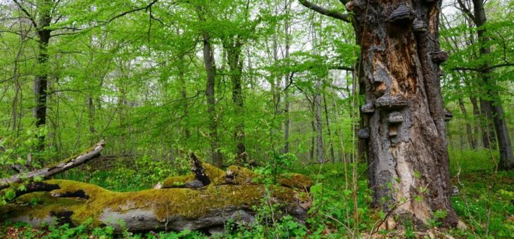 Umweltverband Naturschutzinitiative e.V. (NI) fordert: Erhaltet den Nauberg! Wald vor Basalt!