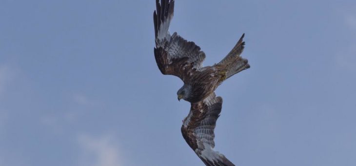 Naturschutzinitiative e.V. (NI) und Naturschutzbund (NABU): Windenergieanlagen im Dahlemer Wald sind nicht genehmigungsfähig!