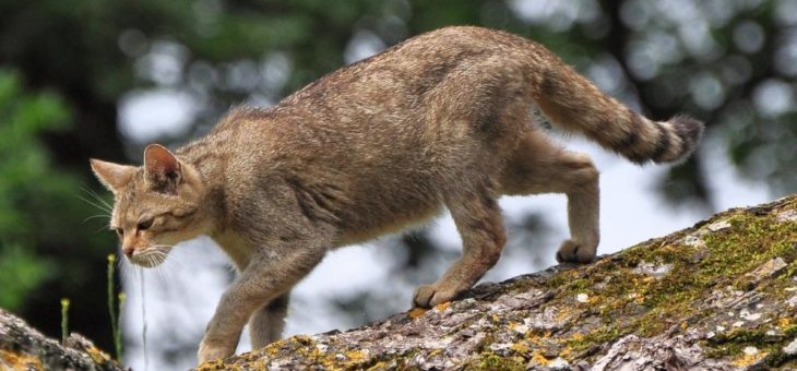 Naturschutzinitiative e.V. (NI) und Naturschutzbund Euskirchen (NABU Euskirchen):