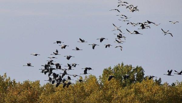 Die „Vögel des Glücks“ ziehen über den Westerwald und rasten am Dreifelder Weiher