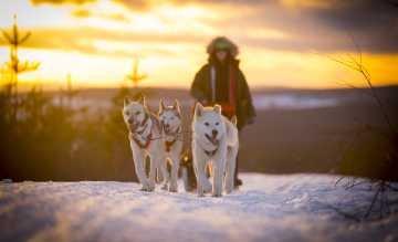 Einfach cool: aktive Wintererlebnisse in Kanada, Schweden und Norwegen