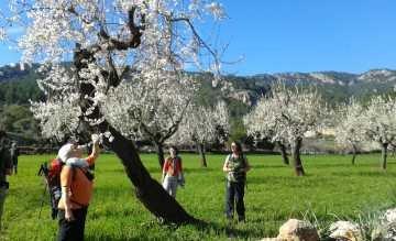 Zur Mandelblüte nach Mallorca