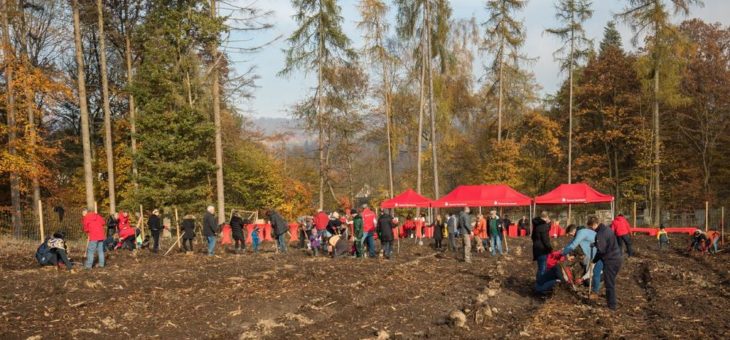 Fast 4.000 neue Bäume im Friedrichsdorfer Stadtwald