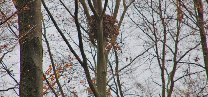 Artenschutzvergehen im Forst des Grafen Westerhold häufen sich: Schwarzstorchhorst freigestellt und Rotmilanhorst gefällt