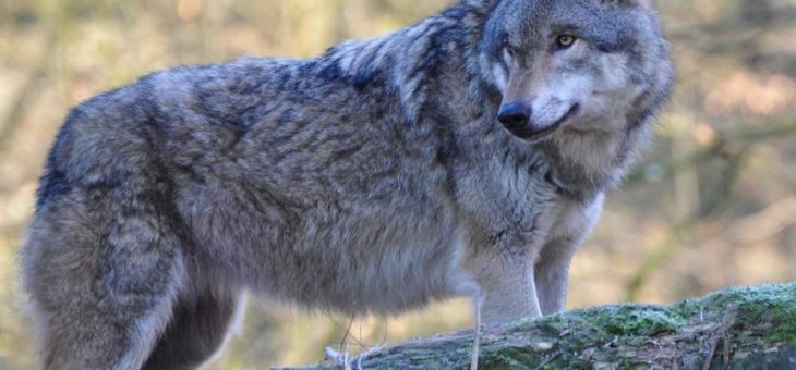 Politik schießt beim Wolf über das Ziel hinaus!