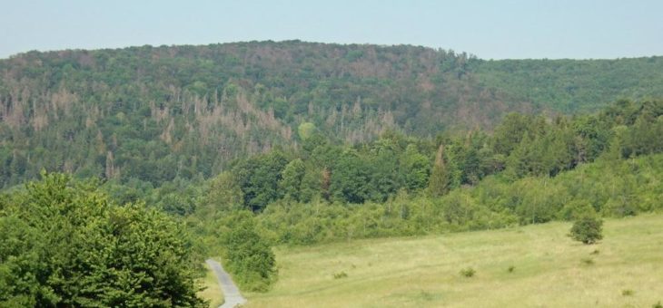 Vorstellung der Jahresbilanz 2019