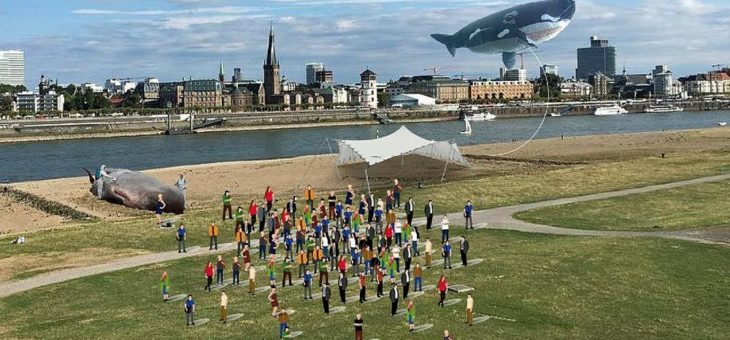 Pottwal Strandung im Rhein bei Düsseldorf – Todesursache Plastikmüll