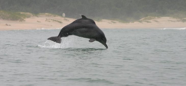 Südafrika: Delfin Todesfalle entschärft