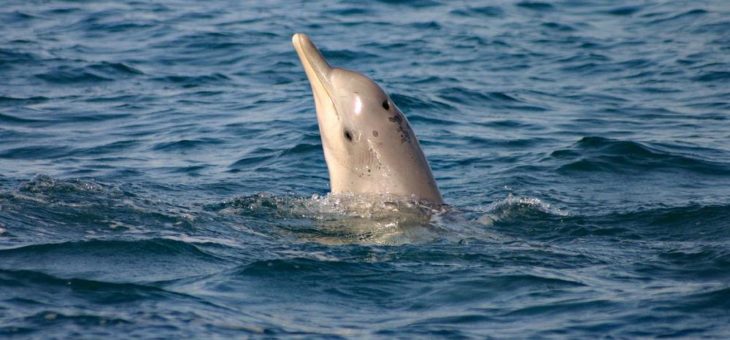 Südafrika: Wissenschaftler wollen Aussterben von Buckeldelfinen verhindern