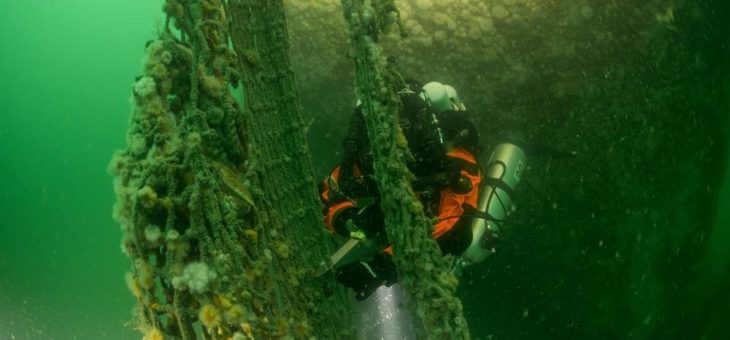 Irland: Delfine und Wale sollen nicht länger in Geisternetzen sterben