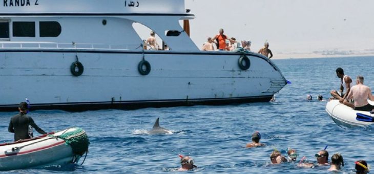 Delfinquälerei im Roten Meer!