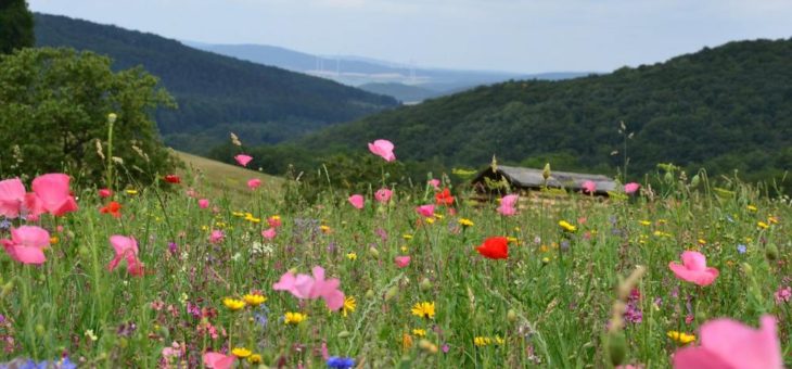 Gegen das Bienen- und Insektensterben: Frau Holles Blumenwiese verzaubert die Besucher