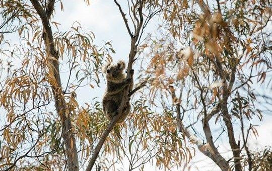 Buschfeuer Australien:  5.000 Koalas in den Buschbränden im Südwesten des Landes gestorben