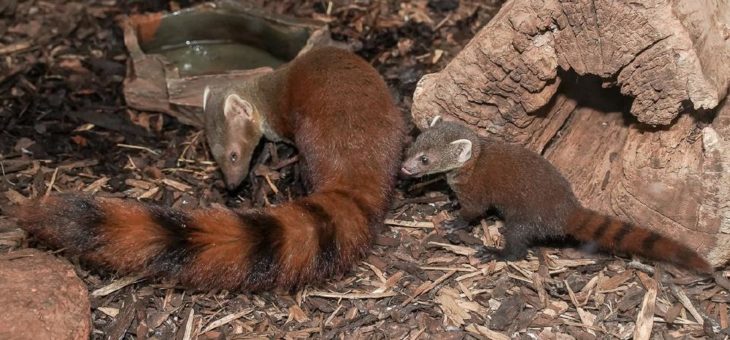 Willkommen „Mura“: Kleiner Ringelschwanzmungo im Kölner Zoo geboren