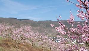 Farben des Frühlings: Einmal im Jahr ist die Mosel rosa rot