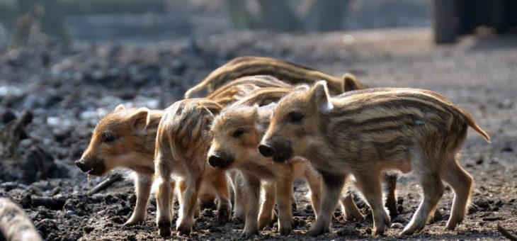 Spendenaufruf für den Wildpark Eekholt!