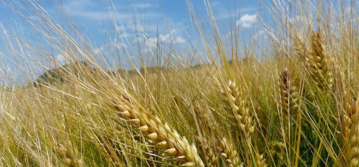 Neue Wintergerstensorten für die DSV zugelassen