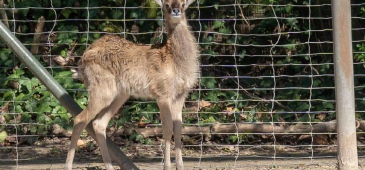 Freude im Kölner Zoo: Jungtier bei den seltenen Weißnackenmoorantilopen